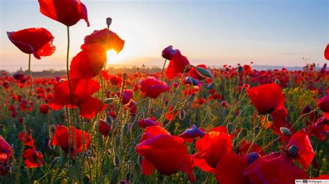 Poppy Field With Path - 1920x1080 Wallpaper - teahub.io