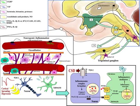 A Summary Of The Main Neuroinflammatory Mechanisms Implicated In