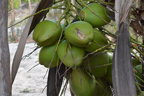 Poop Fruit Food Free Photo On Pixabay
