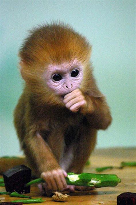 The 21 Most Adorable And Cute Baby Monkeys In The World Furry Talk