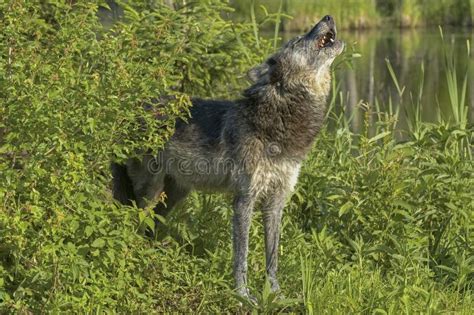 Timber wolf howling stock image. Image of timber, minnesota - 183559795