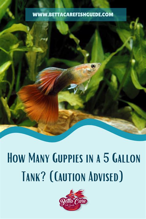 How Many Guppies In A 5 Gallon Tank Caution Advised Betta Care