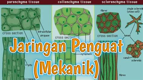 Jaringan Penguat Mekanik Jaringan Tumbuhan Part3 Youtube