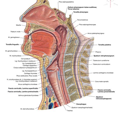 Larynx Hypofarynx Diagram Quizlet