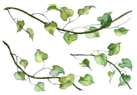 Ivy Vines Drawing Illustrations, Royalty-Free Vector Graphics & Clip ...