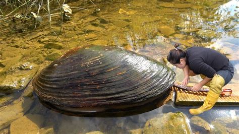 The Girl Found A Huge Clam By The River With Piles Of Pearls Piled