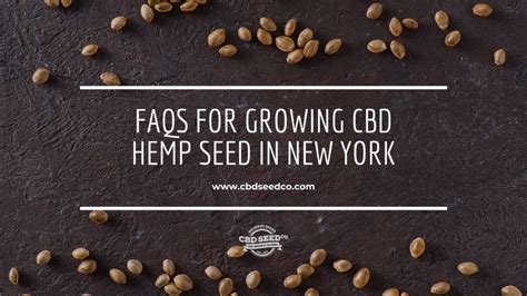 FAQs For Growing CBD Hemp Seed In New York CBD Seed Co