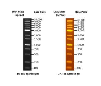 Omnimark K Dna Ladder Rtubh Onemark B Plus Dna Ladder Rtu Bands