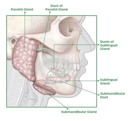 Submandibular Gland Duct