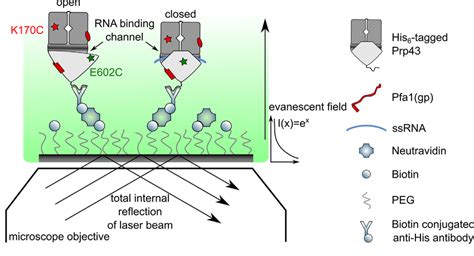 Experimental Setup To Monitor Structural Changes Of The Rna Binding