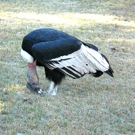 Andean Condors