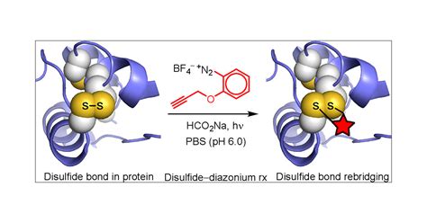 Revisiting Disulfide Yne And Disulfide Diazonium Reactions For Potential Direct Modification Of