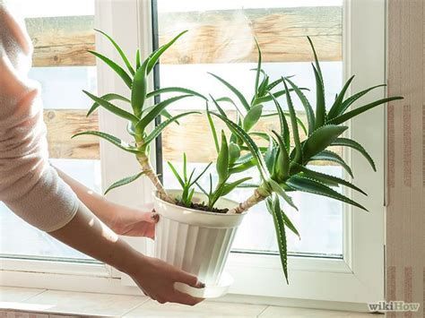 4 Simple Ways To Protect Plants Wikihow Plants Winter Garden Household Plants