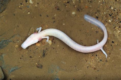 Proteus Anguinus Salamander Amphibians Olm