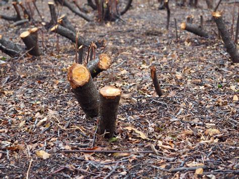 Banco De Imagens árvore Natureza Floresta Ramo Plantar Madeira