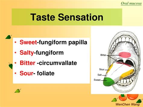 Ppt Oral Mucosa Powerpoint Presentation Free Download Id5775685