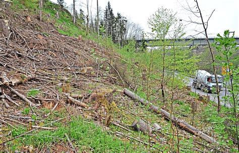 Der Stadtwald Wird Umgebaut F Rster Setzen Auf Naturverj Ngung