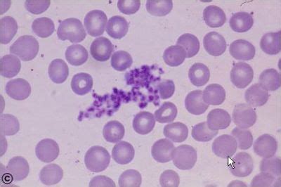 Blood Histology - Plateletes - histology slide