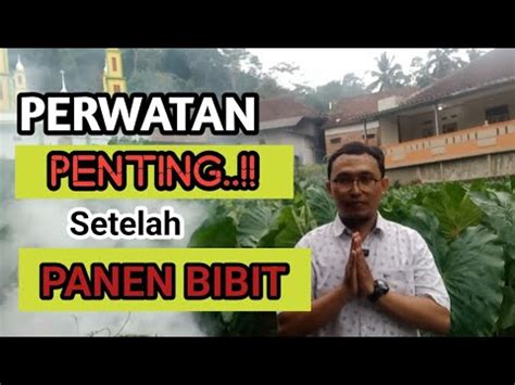 PERAWATAN TALAS PRATAMA SETELAH PANEN BIBIT YouTube