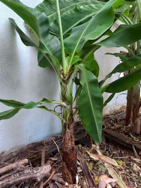 Dwarf Banana Plant, Furniture & Home Living, Gardening, Plants & Seeds ...