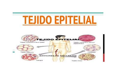 Tejido Epitelial Ppt