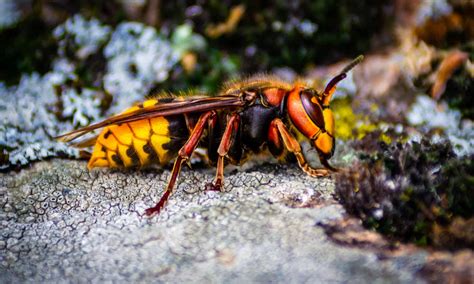 Species Of Hornets