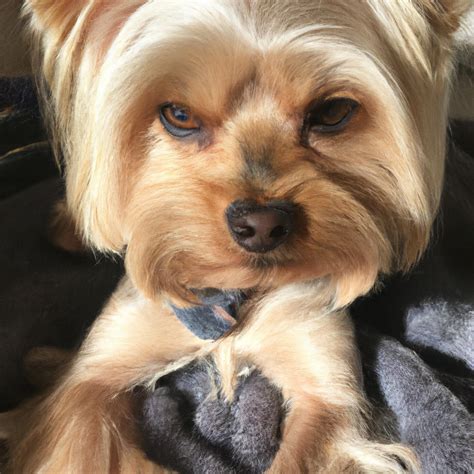 Descubre el sorprendente simbolismo del Yorkshire Terrier Tu pequeño