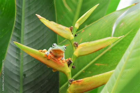 Javan tree frog, Frog, Tree Frog, Flying Frog, Stock Photo | Adobe Stock