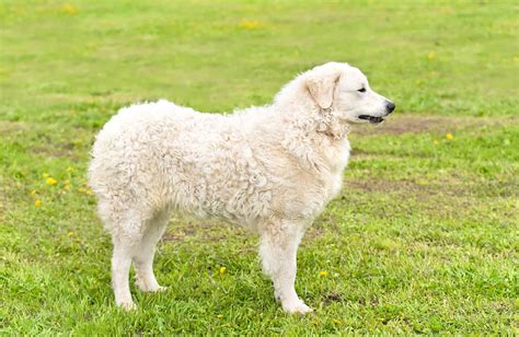 The Hungarian Kuvasz What To Know About This Ancient Breed K9 Web