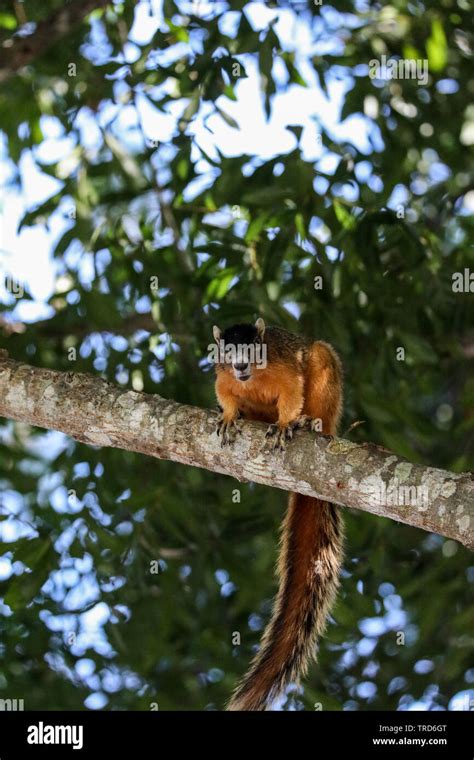 Big Cypress Fox Squirrel High Resolution Stock Photography And Images