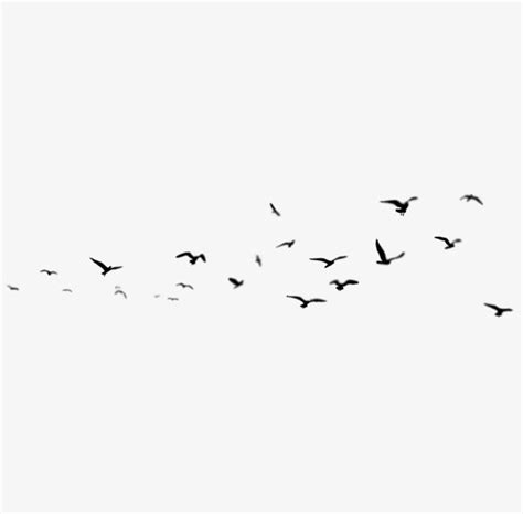 900+ Birds Psd