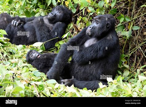 Female Eastern lowland gorilla (Gorilla beringei graueri) resting with baby in equatorial forest ...