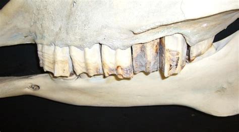 introduction  anatomy flashcards quizlet