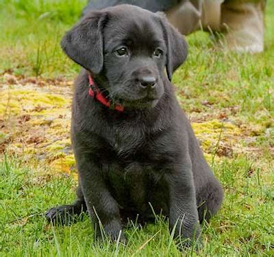 Labrador Retrievers and Puppies in Oregon - Int CH Merganser’s Bing