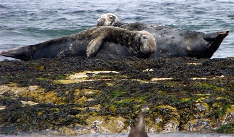 Carrie Etter: Seals on the Farne Islands, Northumbria, August 2015