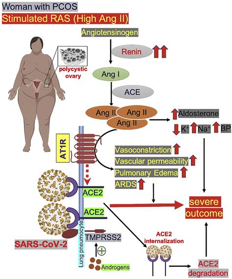 In Women With Polycystic Ovary Syndrome Pcos Plasma Renin Levels Are Download Scientific