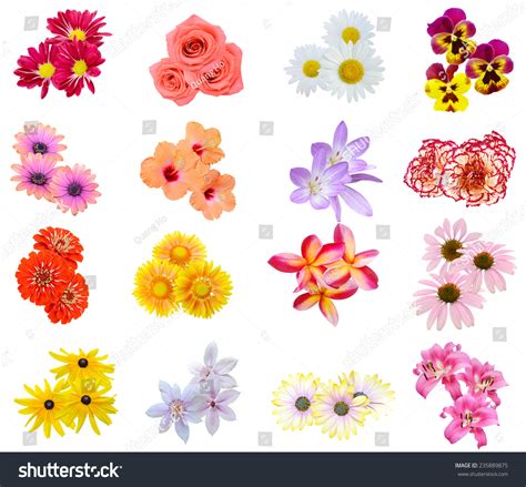 Flower Bouquet Seasonal Various Flowers Isolated Stock Photo 235889875 | Shutterstock