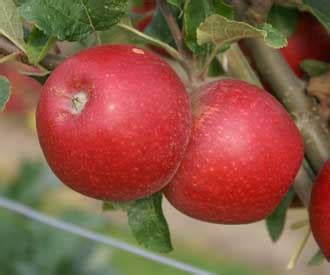 Red Windsor Apple Fruit Trees For Sale Order Online