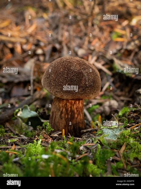 A Small Admirable Bolete Mushroom Aureoboletus Mirabilis Growing In A