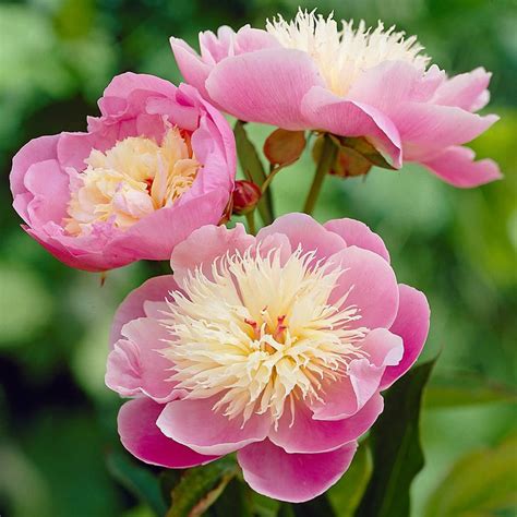 Bowl Of Beauty Globe Of Light Peony Paeonia X Lactiflora Bowl Of