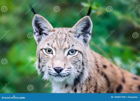 Wild Lynx Bobcat Close Portrait Head Shot Of Wild Eurasian Lynx Cat