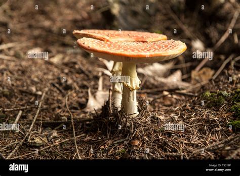 Typical Mushroom Hi Res Stock Photography And Images Alamy