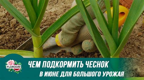Чем подкормить чеснок в июне для большого урожая - YouTube