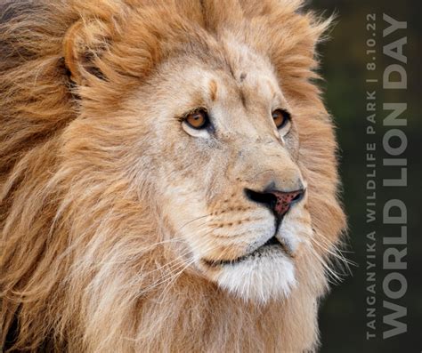 World Lion Day With Tanganyika Wildlife Park