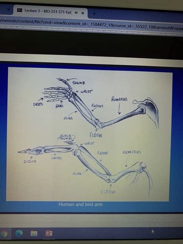 Bio Exam Lectures Flashcards Quizlet