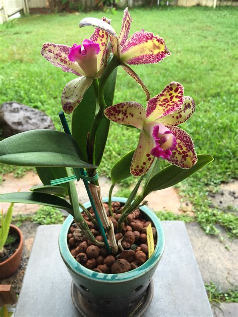 BLC Waianae Leopard Mosslike