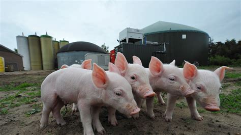 Kritik Mot Danskt Biogasstöd Varningsflagg För Sverige Altinget