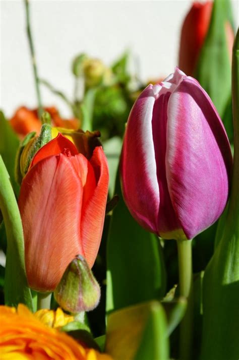 Free Images Nature Flower Petal Bloom Tulip Spring Flowers