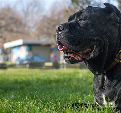 Cane Corso Dog Breed The Ultimate Guide Lens And Leash