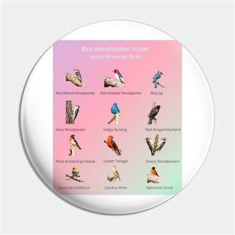 Bird Identification chart with North American Birds - Bird - Pin ...